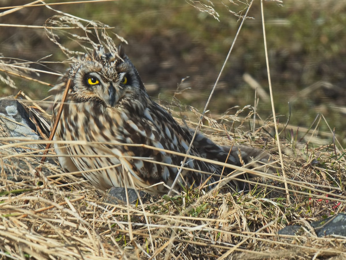 Short-eared Owl - ML620610528