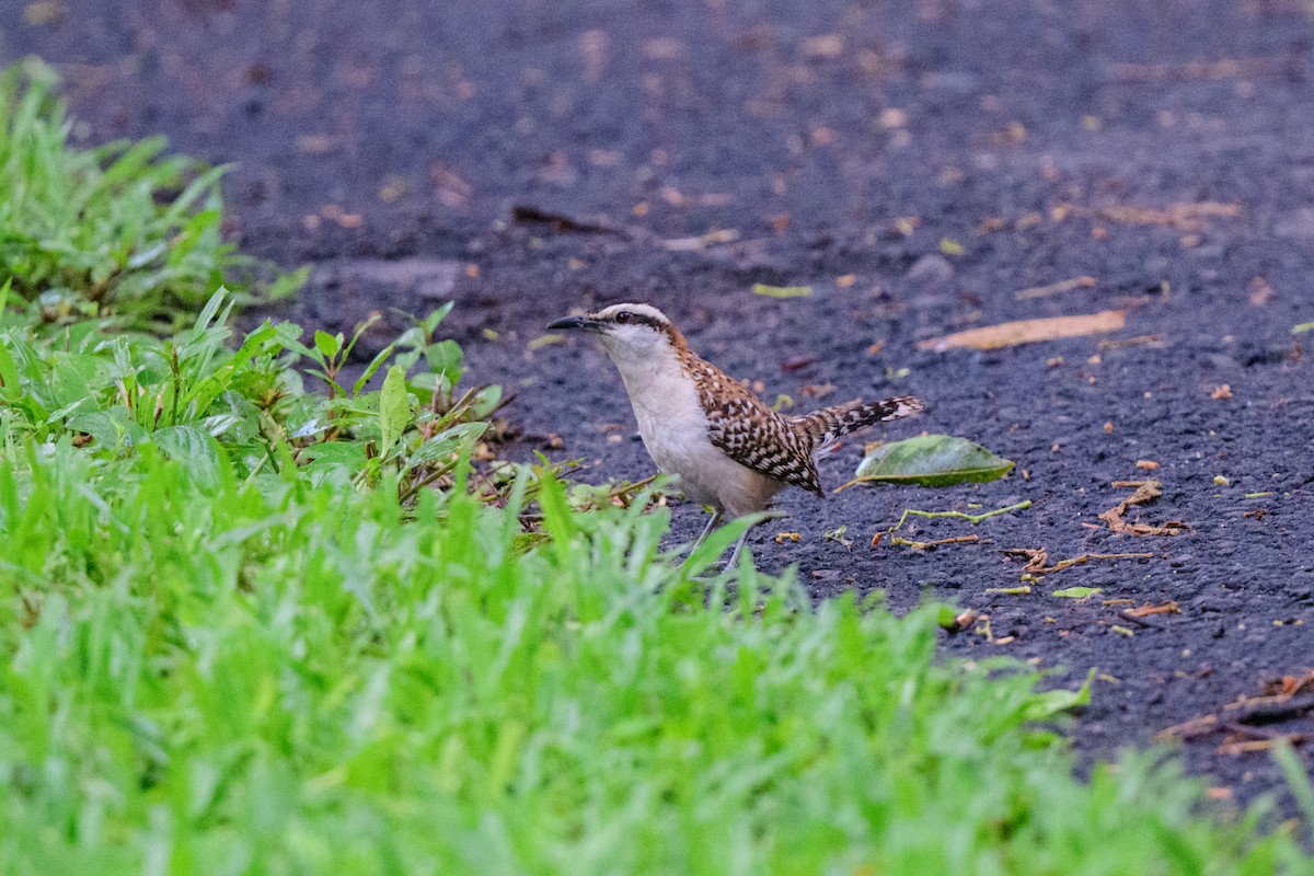 アカエリサボテンミソサザイ - ML620610529