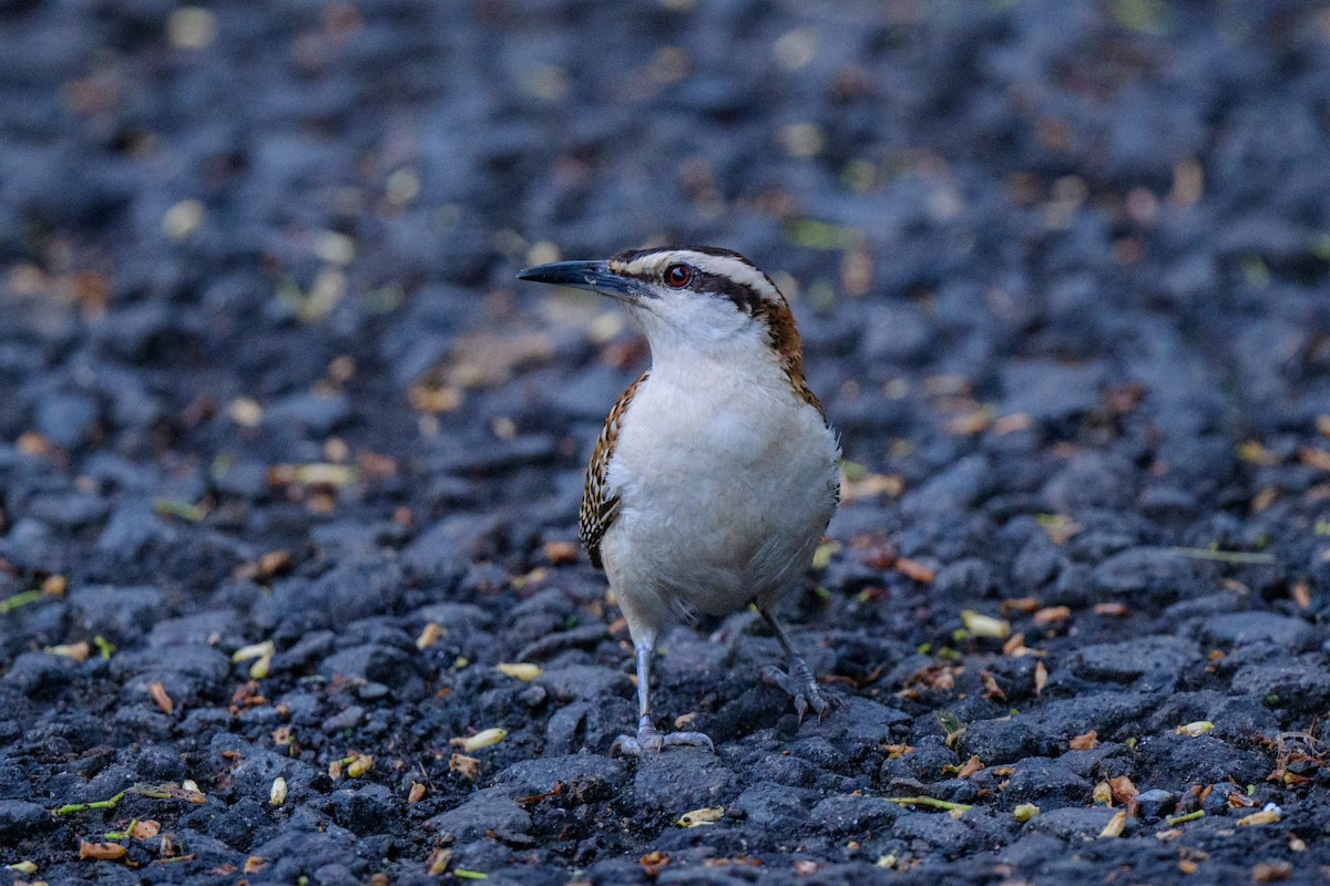 Rufous-naped Wren - ML620610530