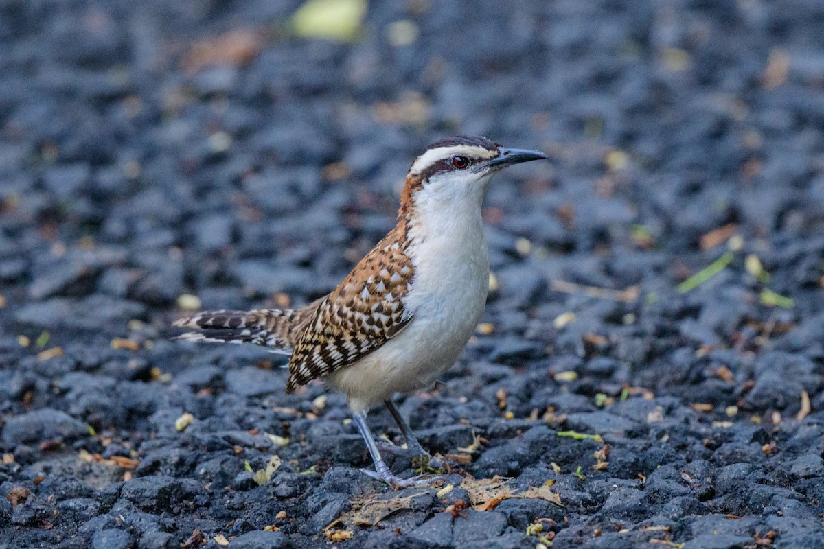 Rufous-naped Wren - ML620610531