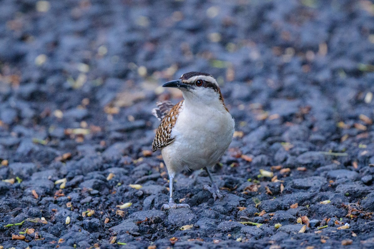 Rufous-naped Wren - ML620610532