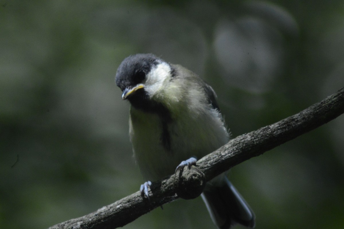 Great Tit - ML620610533