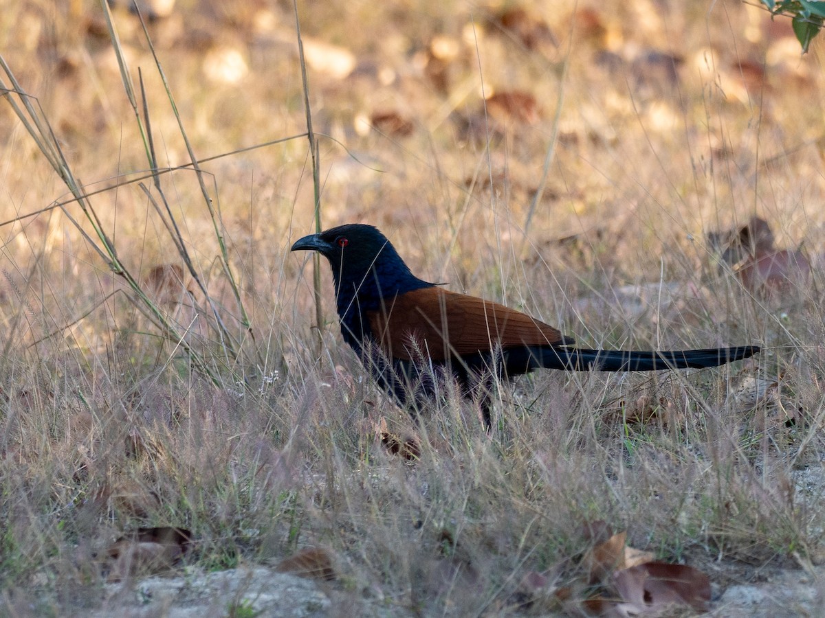 Grand Coucal - ML620610534