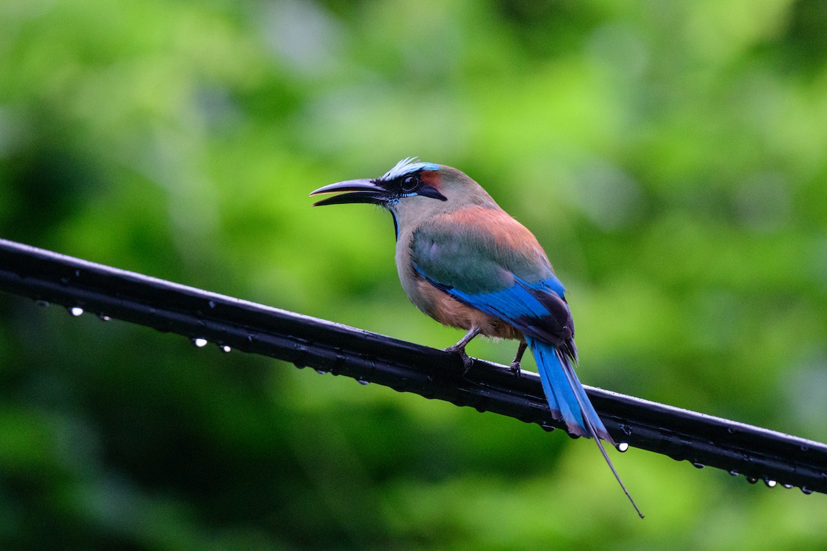 Turquoise-browed Motmot - ML620610535