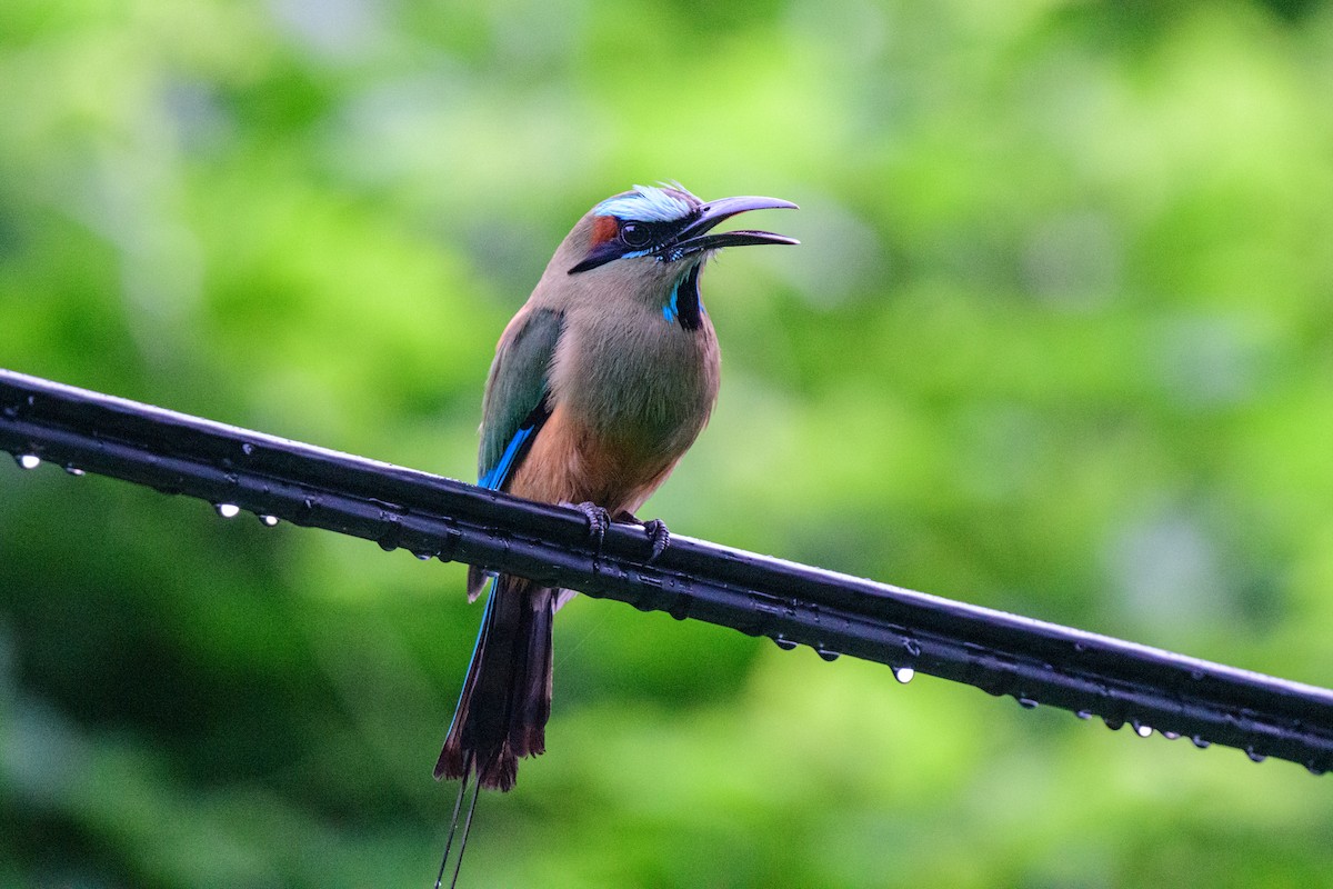 Turquoise-browed Motmot - ML620610536