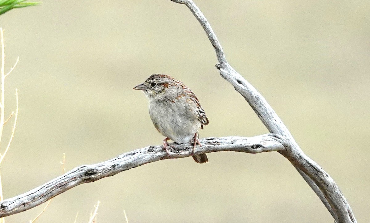 Cassin's Sparrow - ML620610538