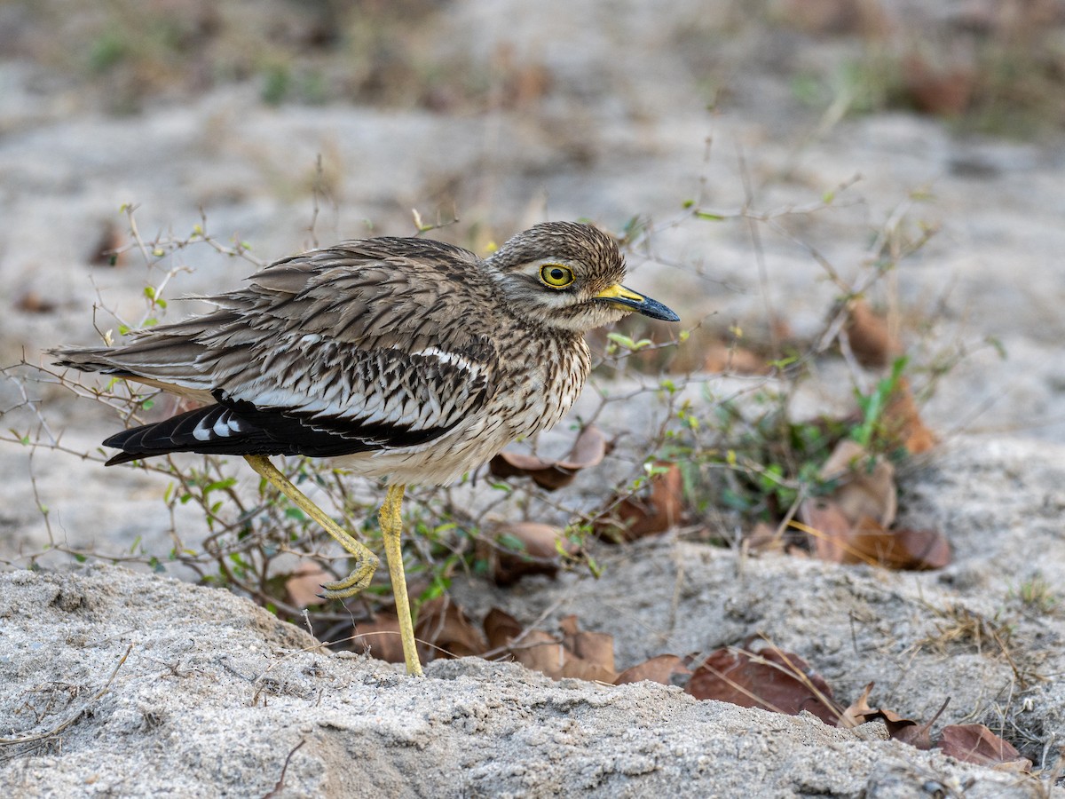 Indian Thick-knee - ML620610543