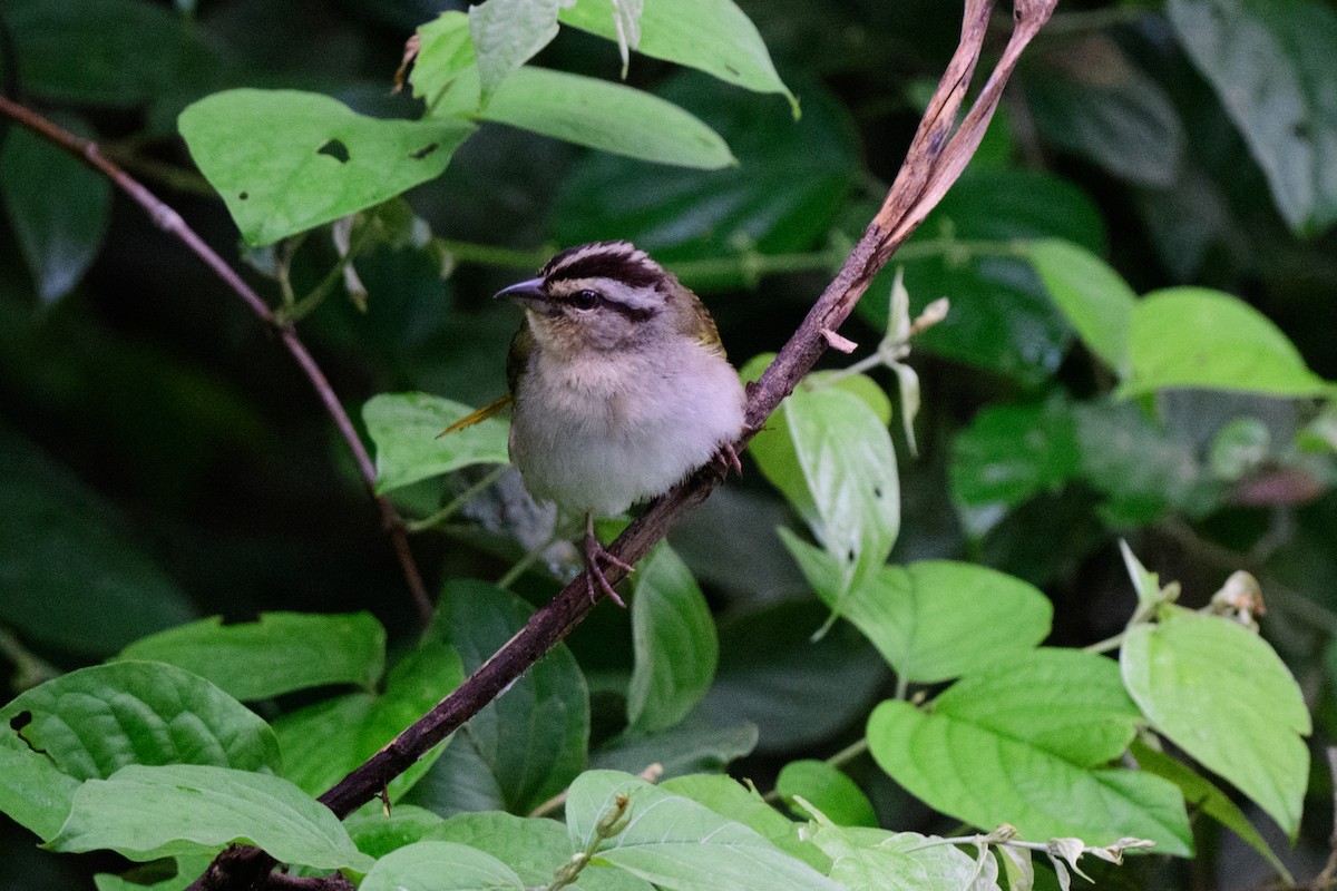 Olive Sparrow - ML620610548