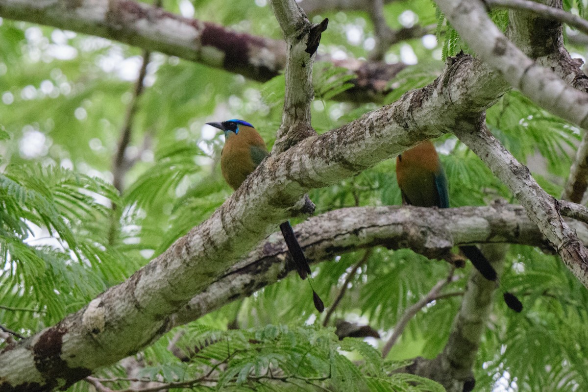 Lesson's Motmot - ML620610555