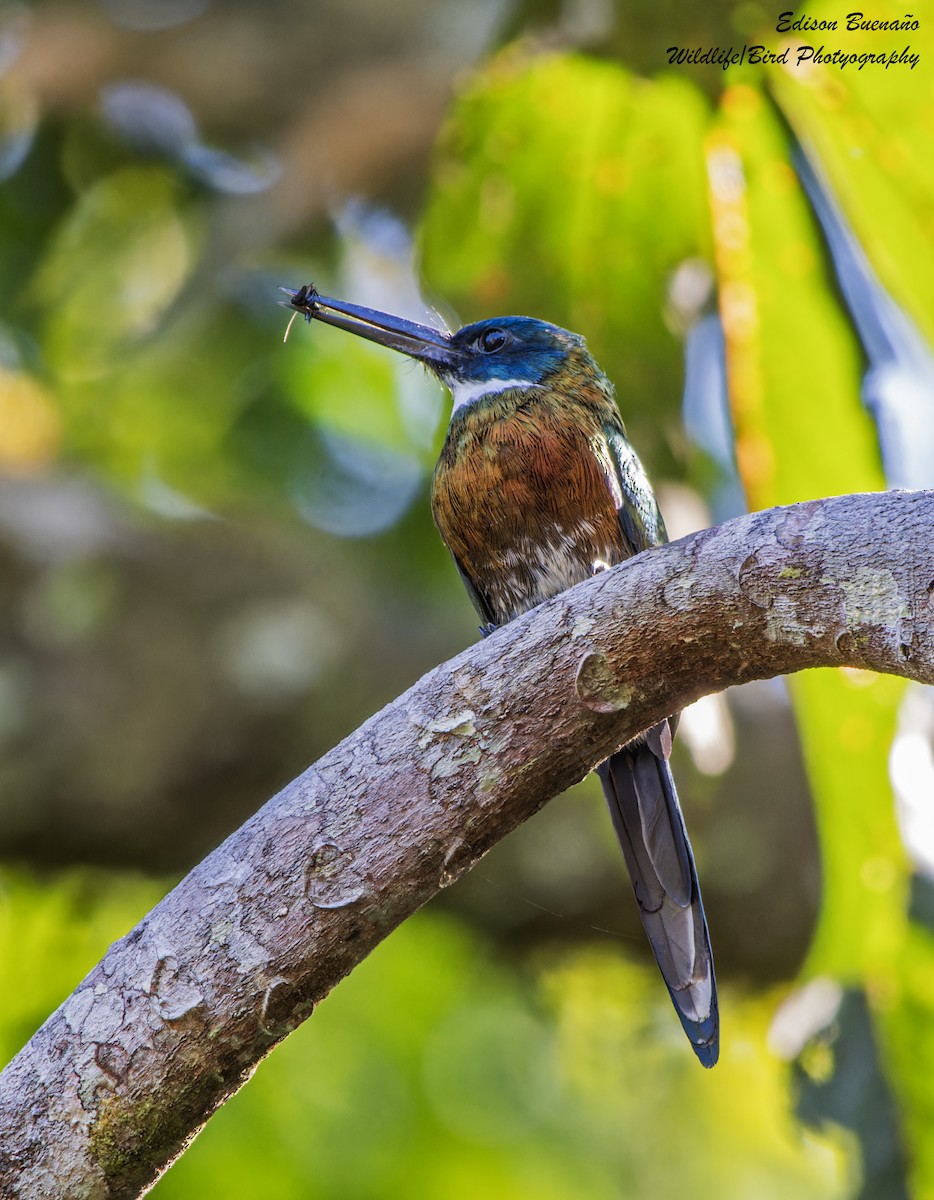 Purplish Jacamar - ML620610558