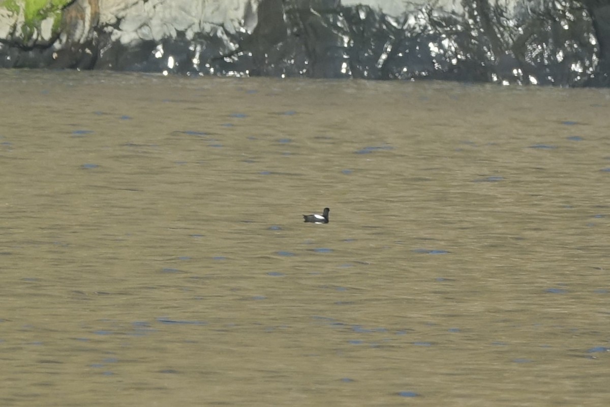 Black Guillemot - ML620610559