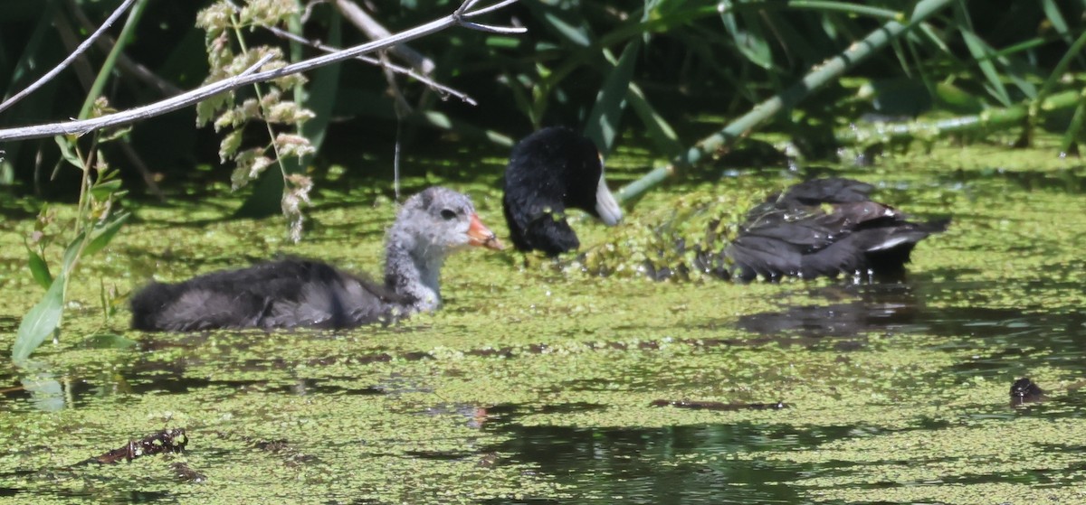 American Coot - ML620610560