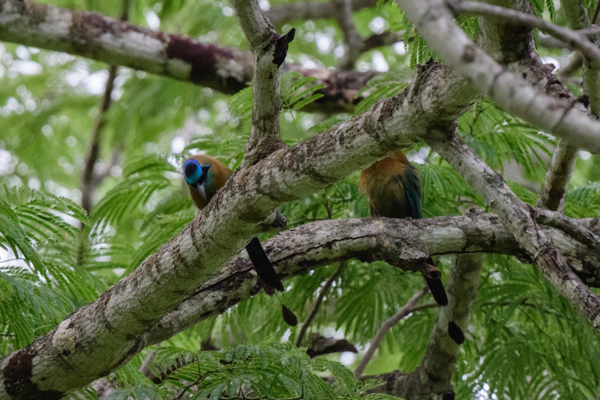 Lesson's Motmot - ML620610562