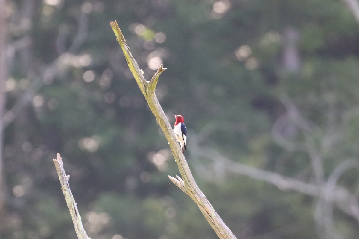 Red-headed Woodpecker - ML620610563