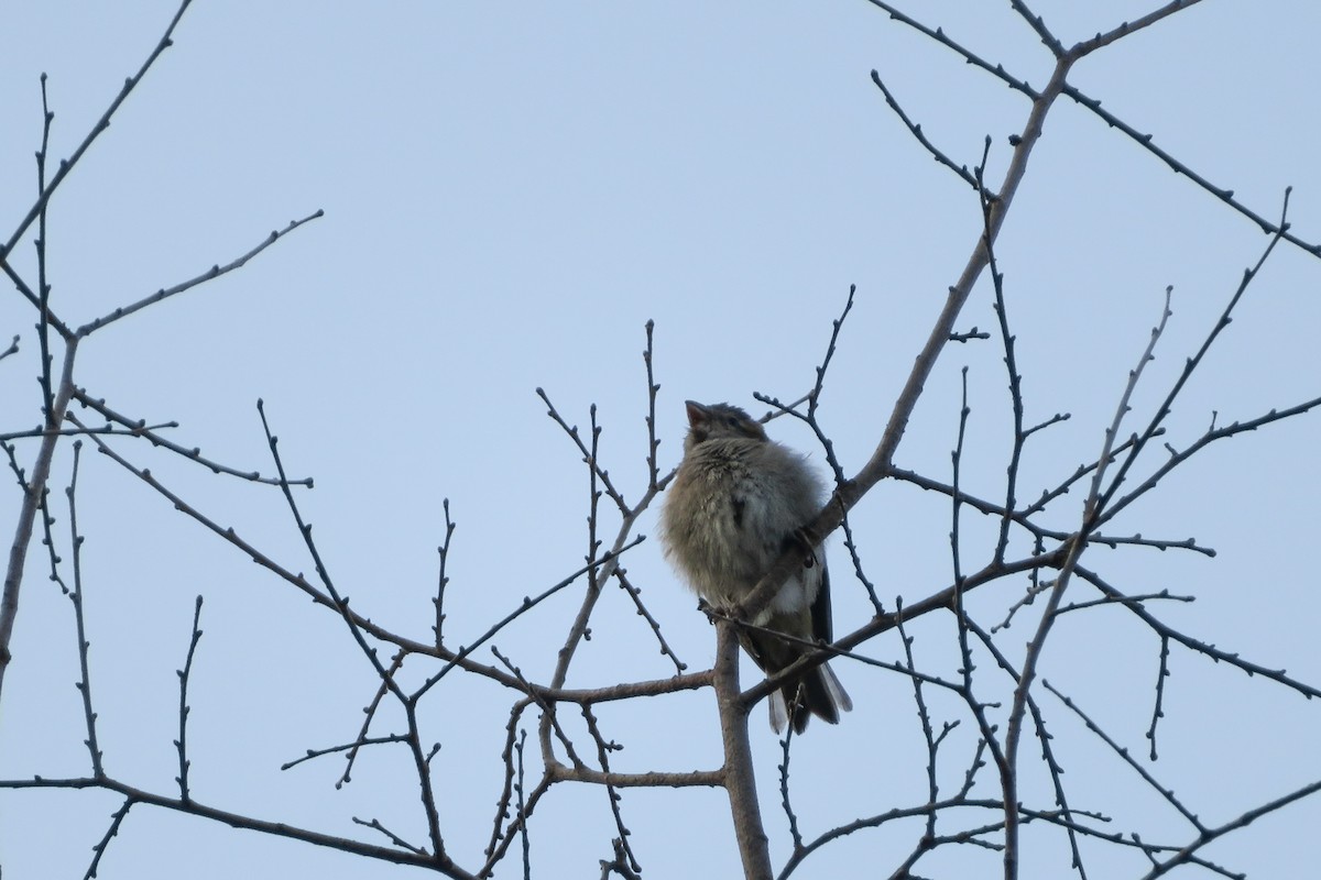 House Sparrow - ML620610564