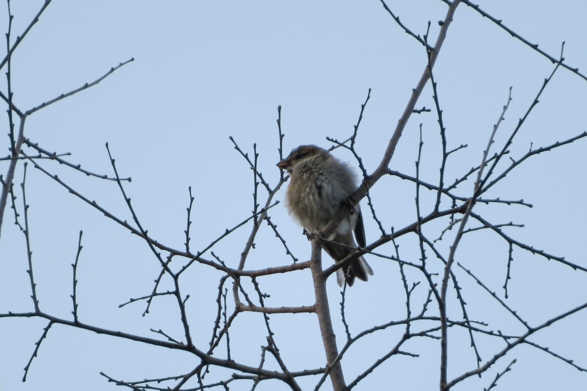 House Sparrow - ML620610565