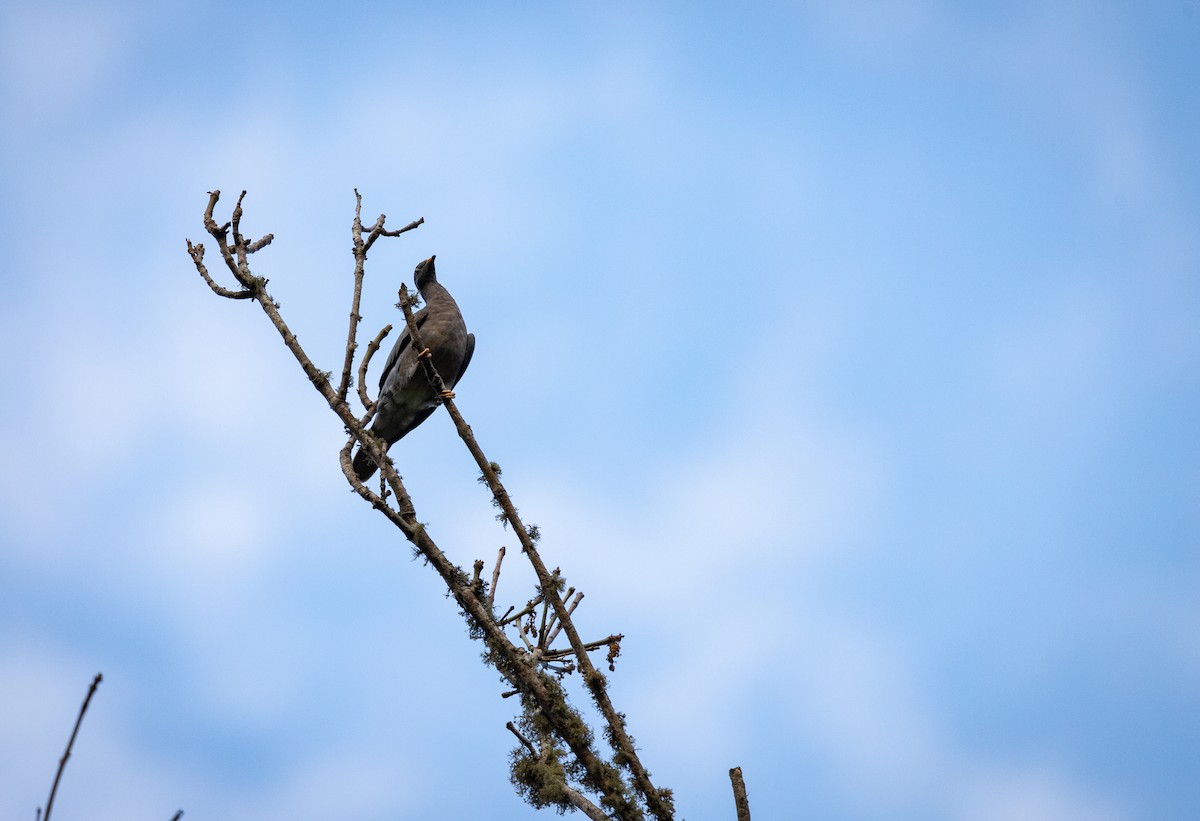 Band-tailed Pigeon - ML620610566