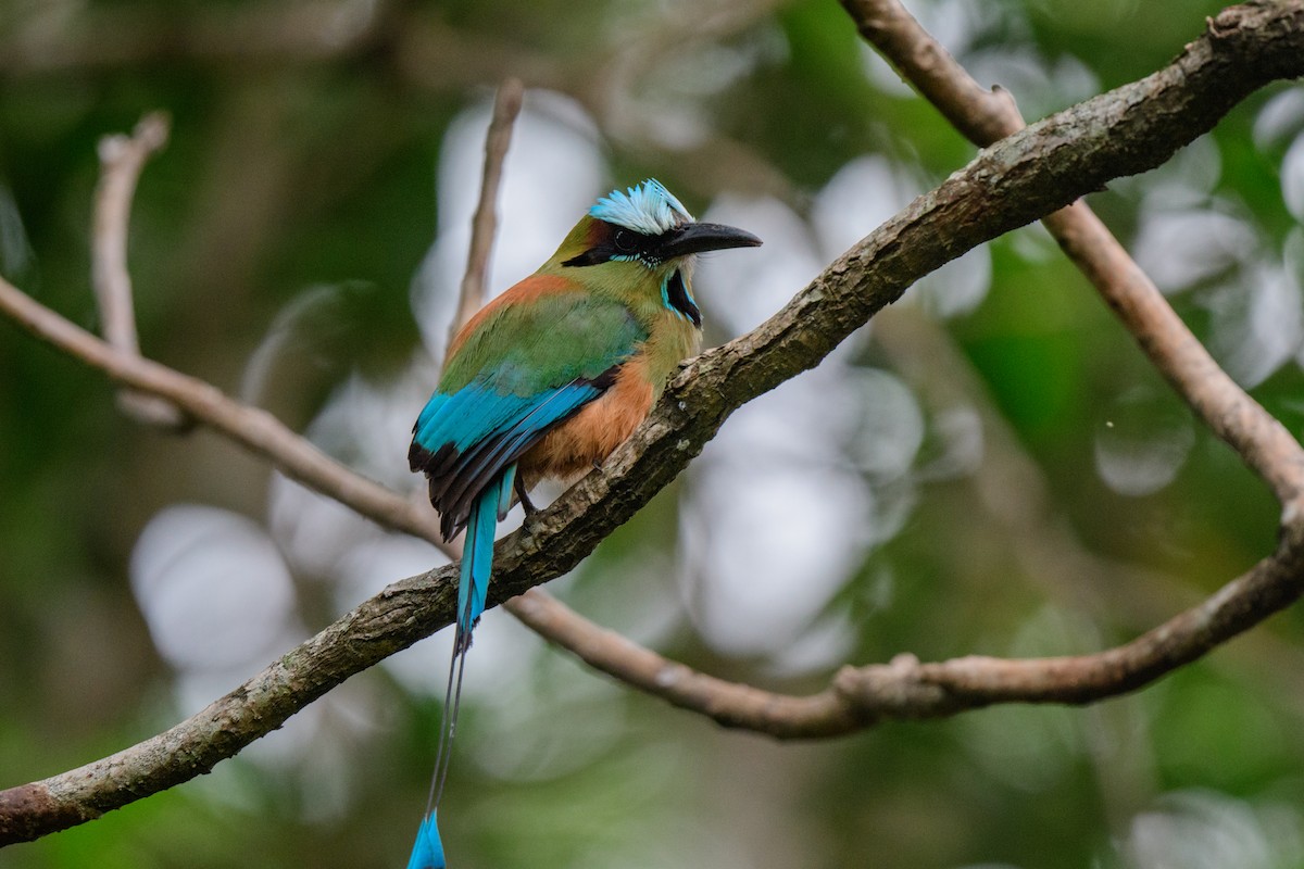 Turquoise-browed Motmot - ML620610567