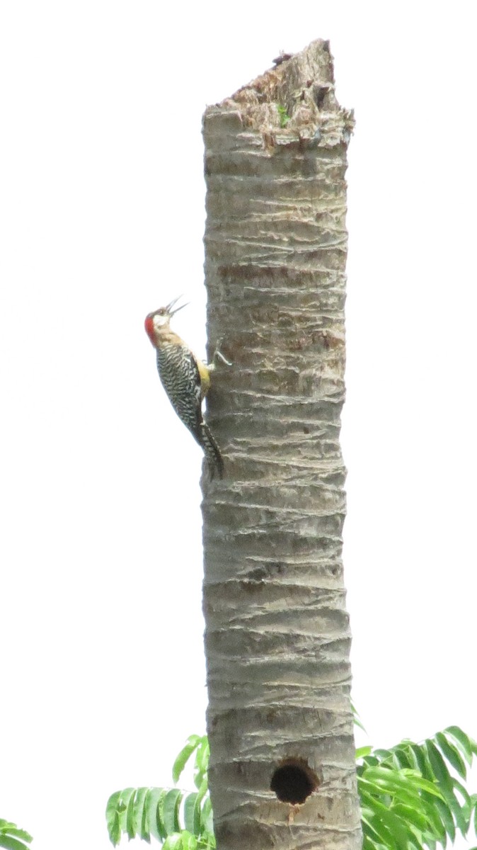 West Indian Woodpecker - ML620610568