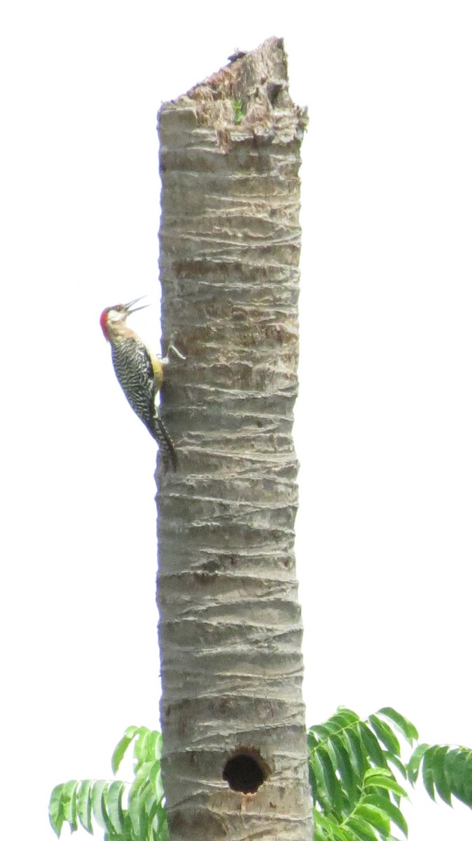 West Indian Woodpecker - ML620610569