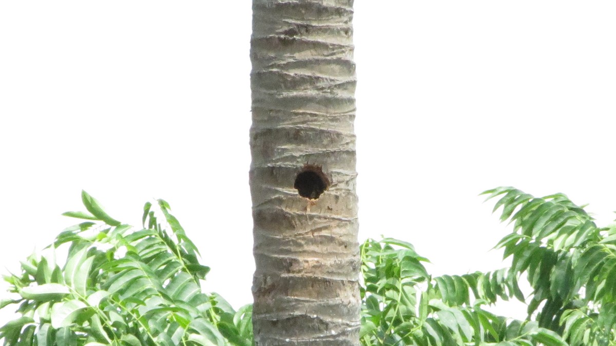West Indian Woodpecker - ML620610570