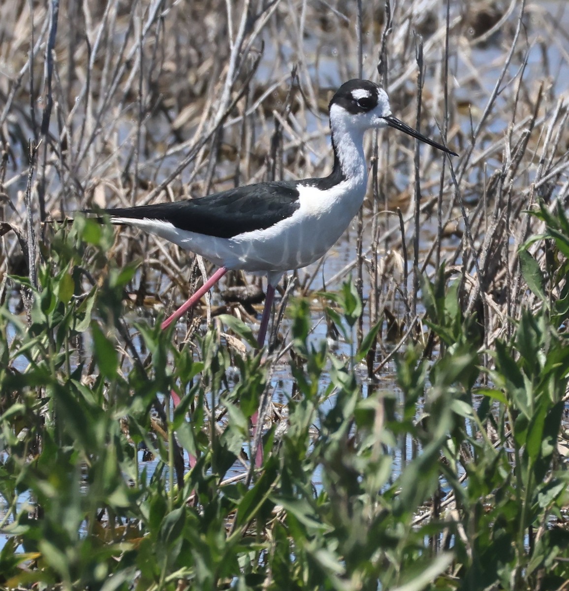 Cigüeñuela Cuellinegra - ML620610571