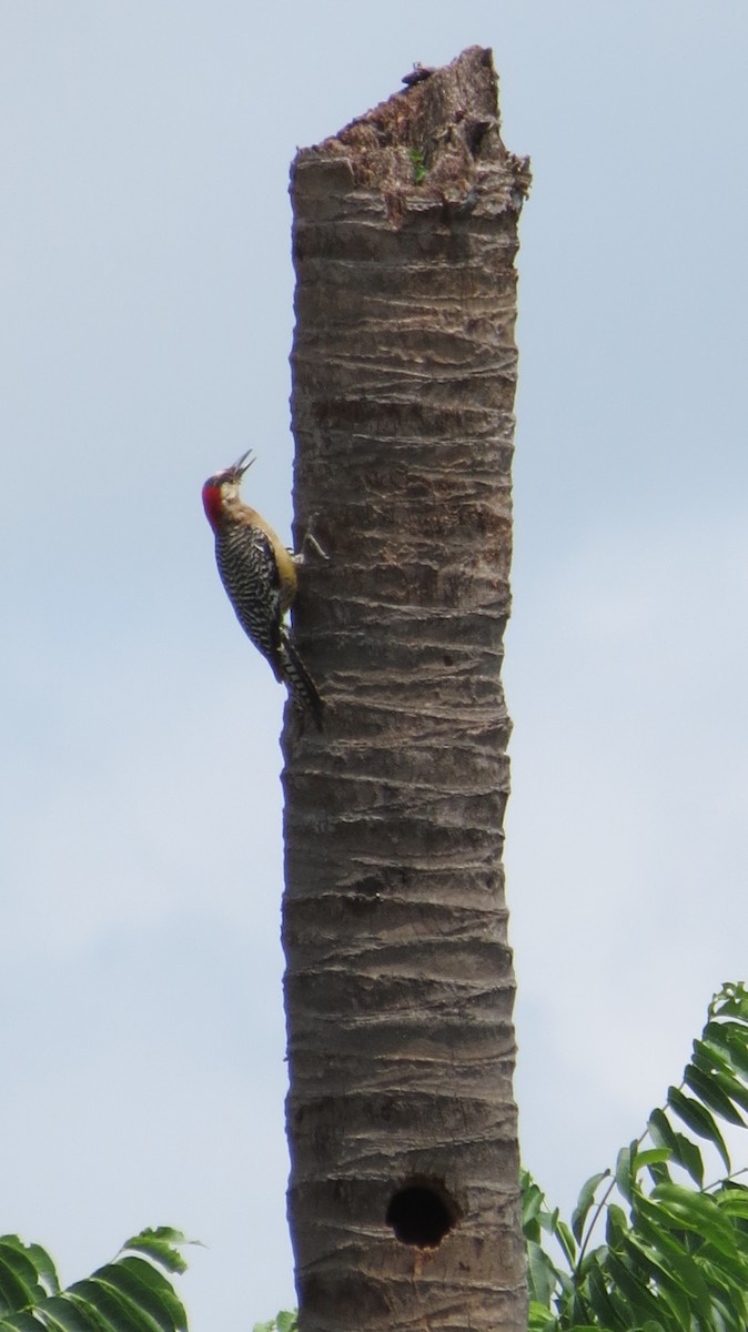 West Indian Woodpecker - ML620610572