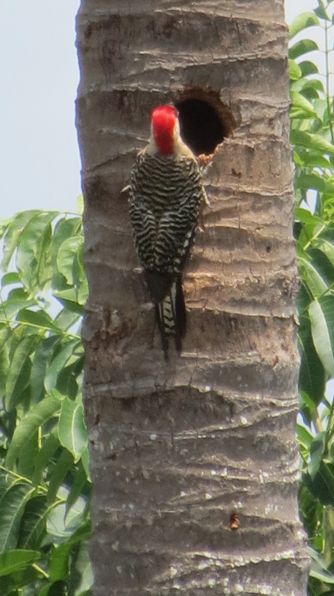 West Indian Woodpecker - ML620610573