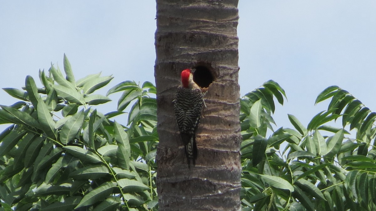 West Indian Woodpecker - ML620610574