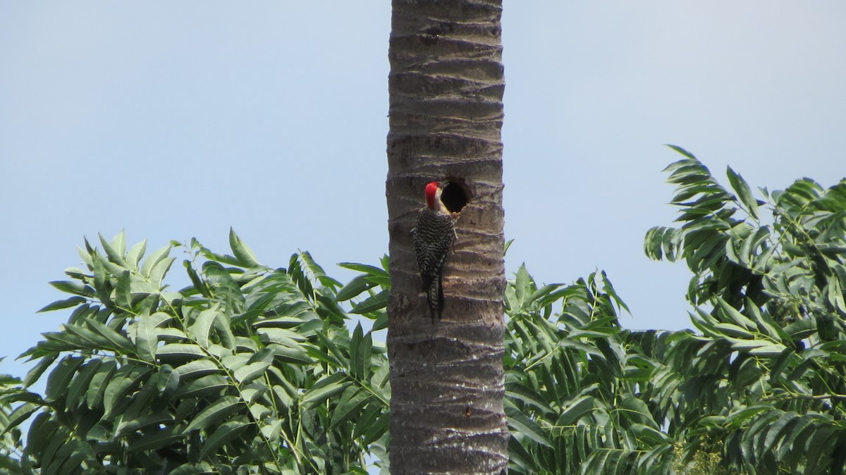 West Indian Woodpecker - ML620610575