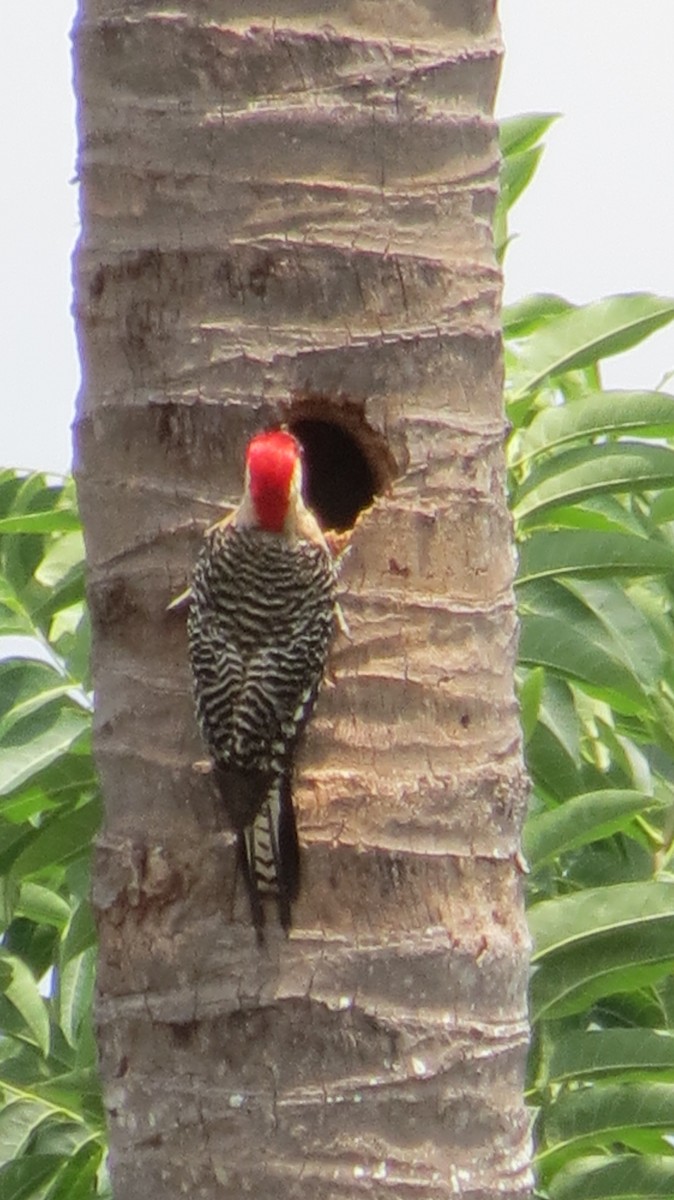 West Indian Woodpecker - ML620610576