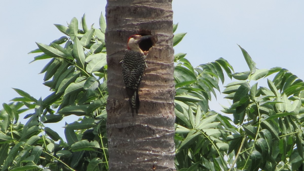 West Indian Woodpecker - ML620610577