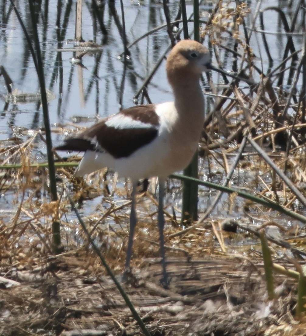 Avocette d'Amérique - ML620610580