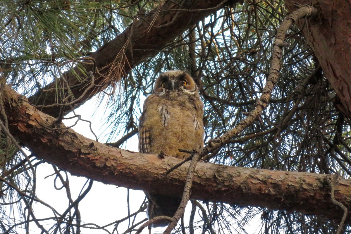 Long-eared Owl - ML620610581