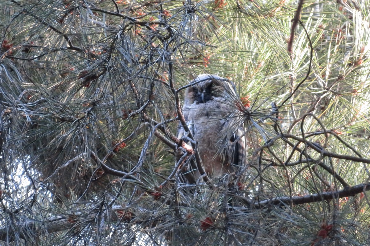 Long-eared Owl - ML620610582