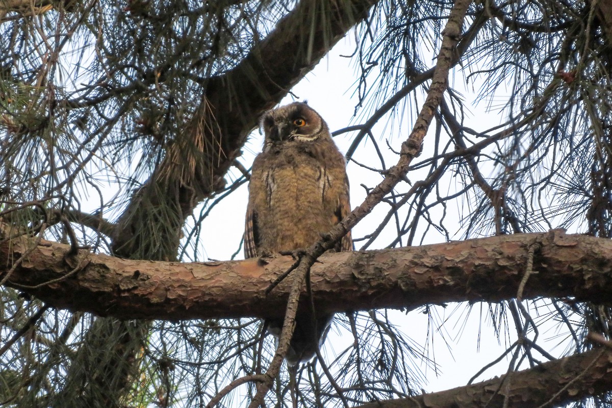 Long-eared Owl - ML620610583
