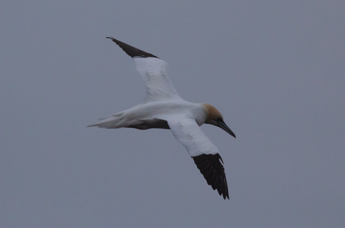 Northern Gannet - ML620610588