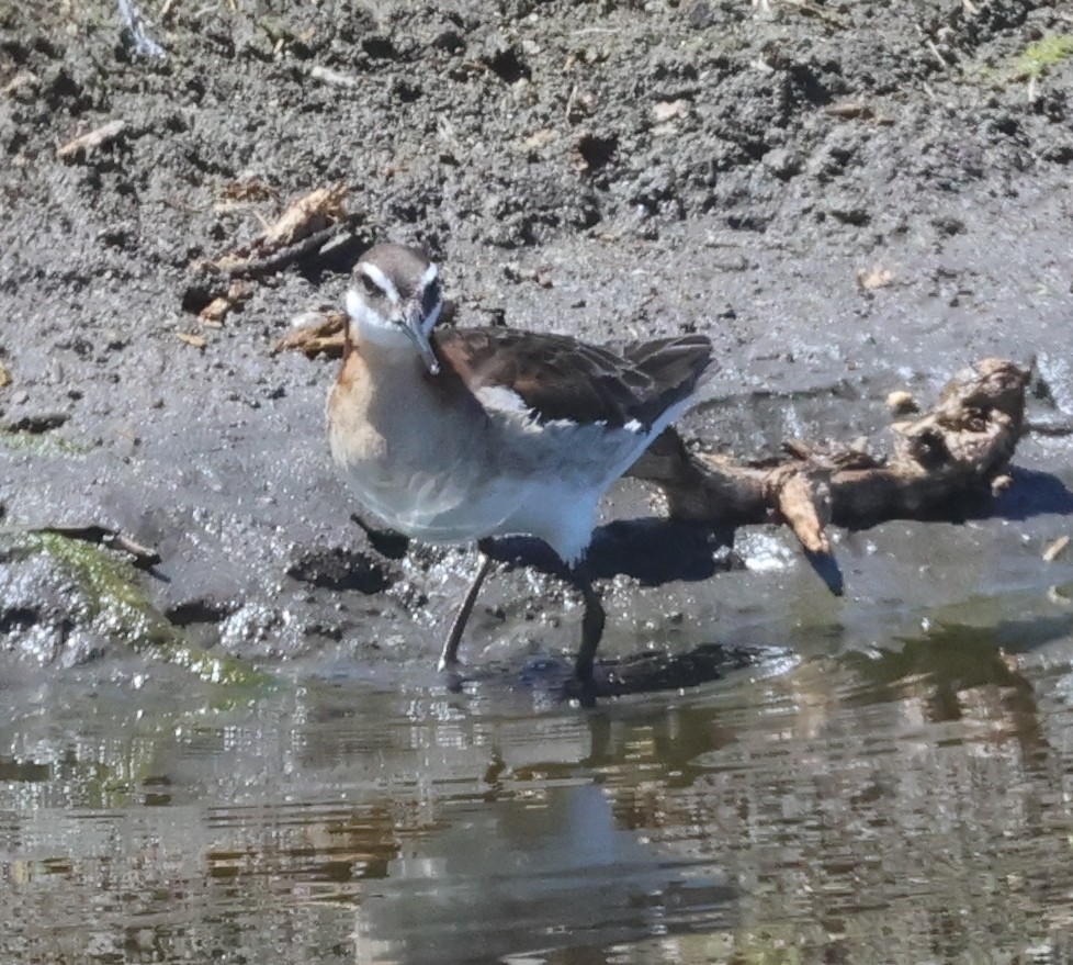 Wilson's Phalarope - ML620610590