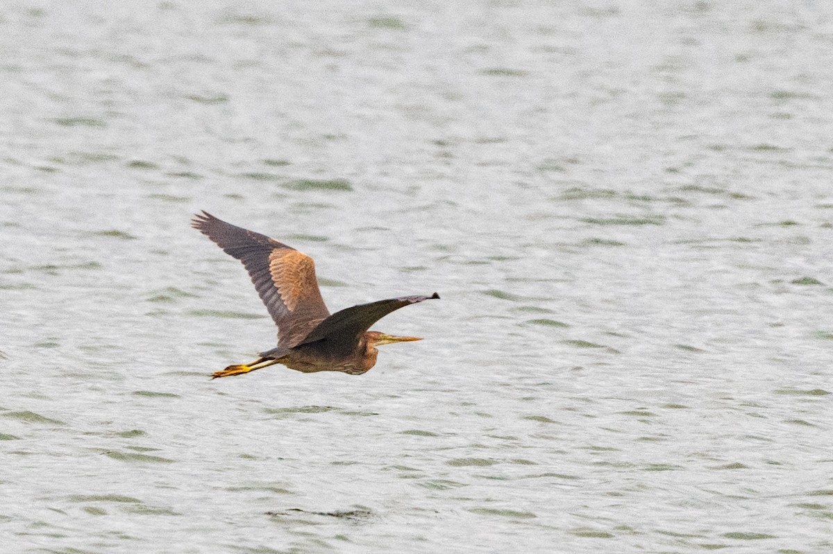 Purple Heron - ML620610591