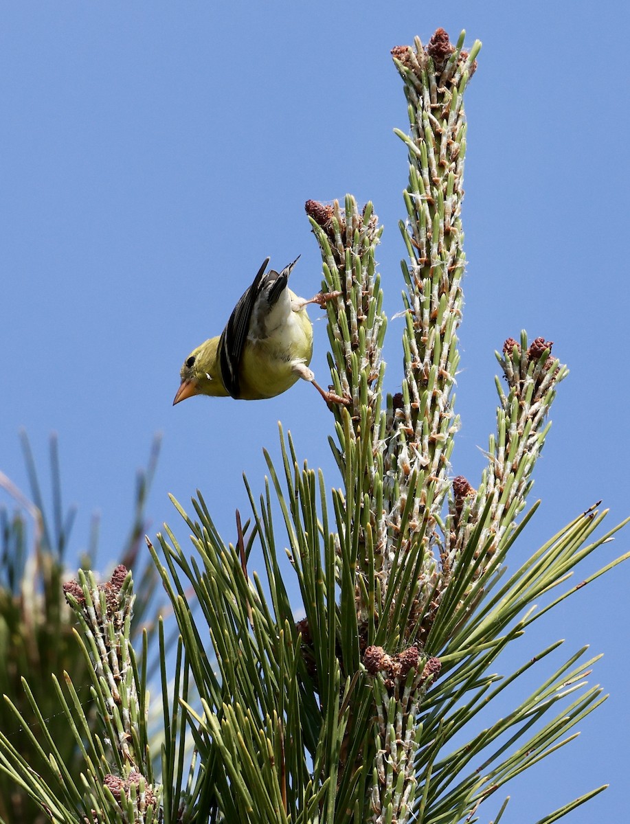 American Goldfinch - ML620610599