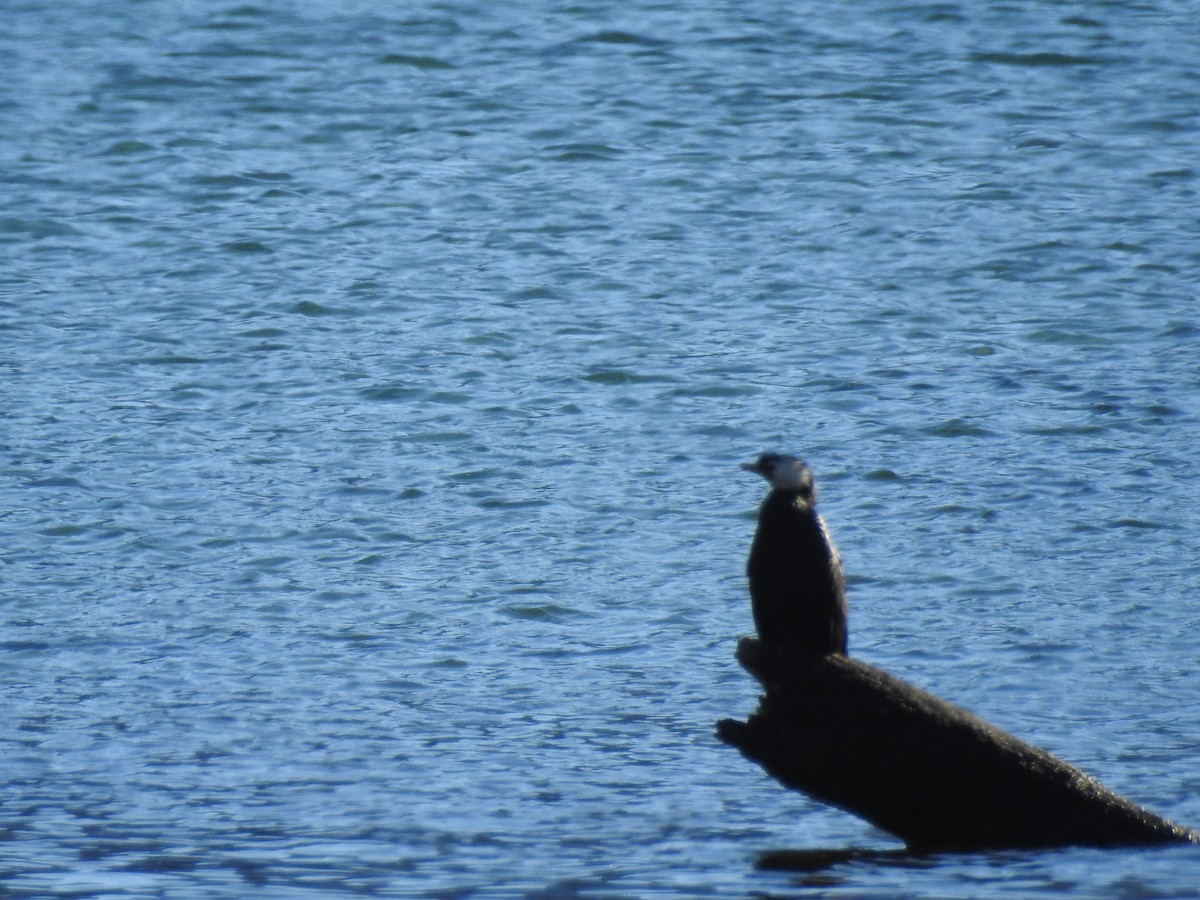 Little Pied Cormorant - ML620610600