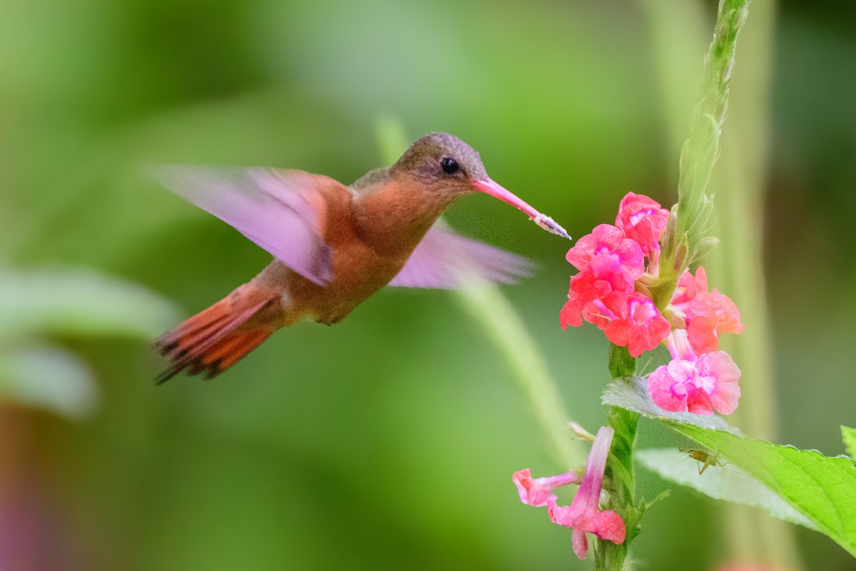 Cinnamon Hummingbird - John Kuenzli