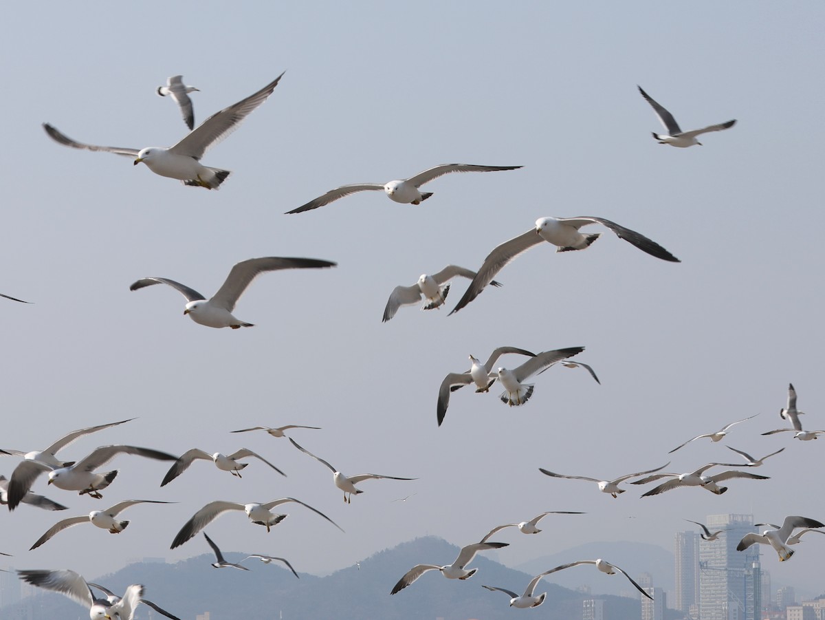 Black-tailed Gull - ML620610615