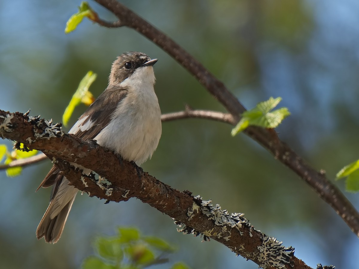 European Pied Flycatcher - ML620610619