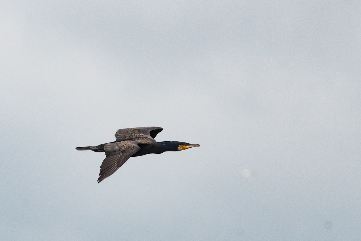 Great Cormorant - ML620610629