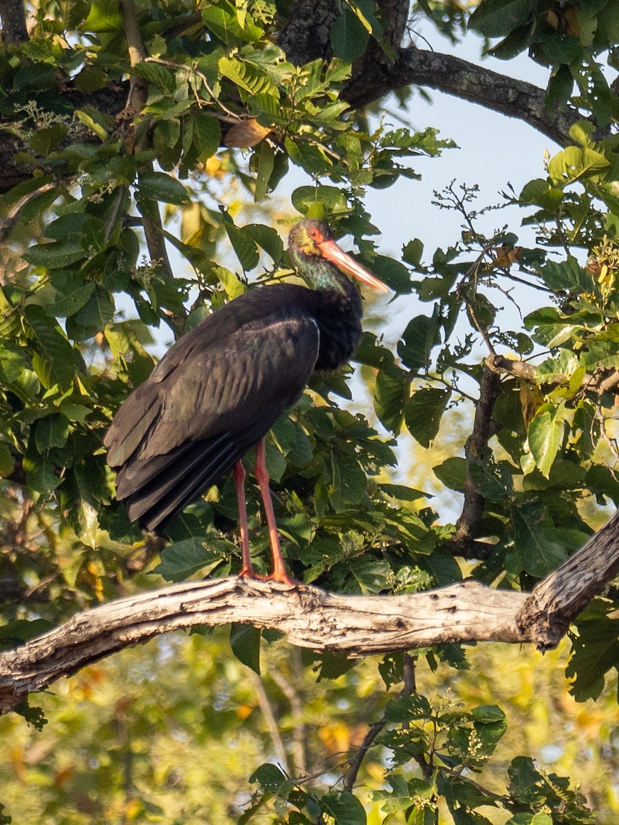 Cigogne noire - ML620610630