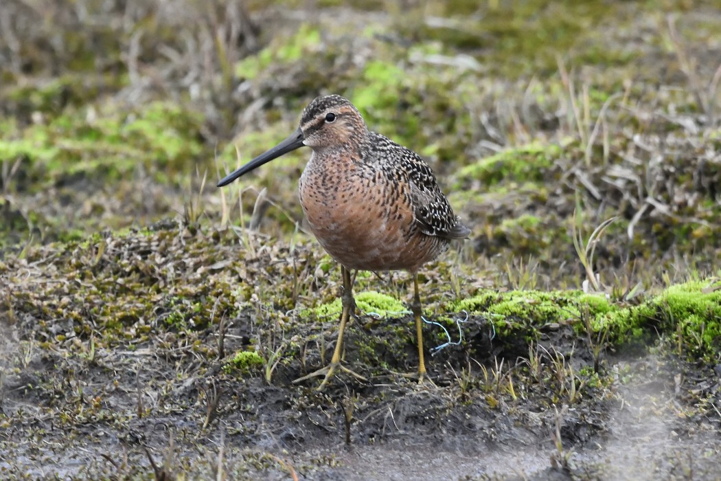 Long-billed Dowitcher - ML620610631
