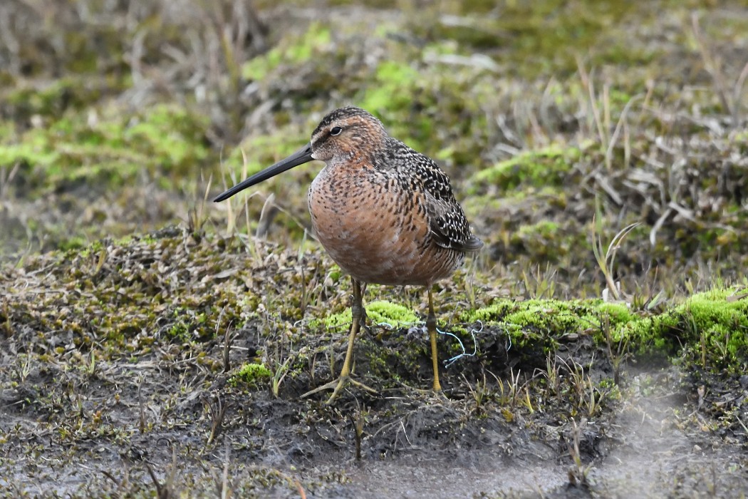 Long-billed Dowitcher - ML620610637