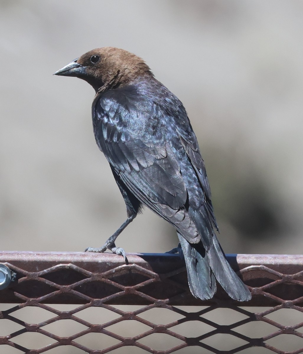 Brown-headed Cowbird - ML620610641