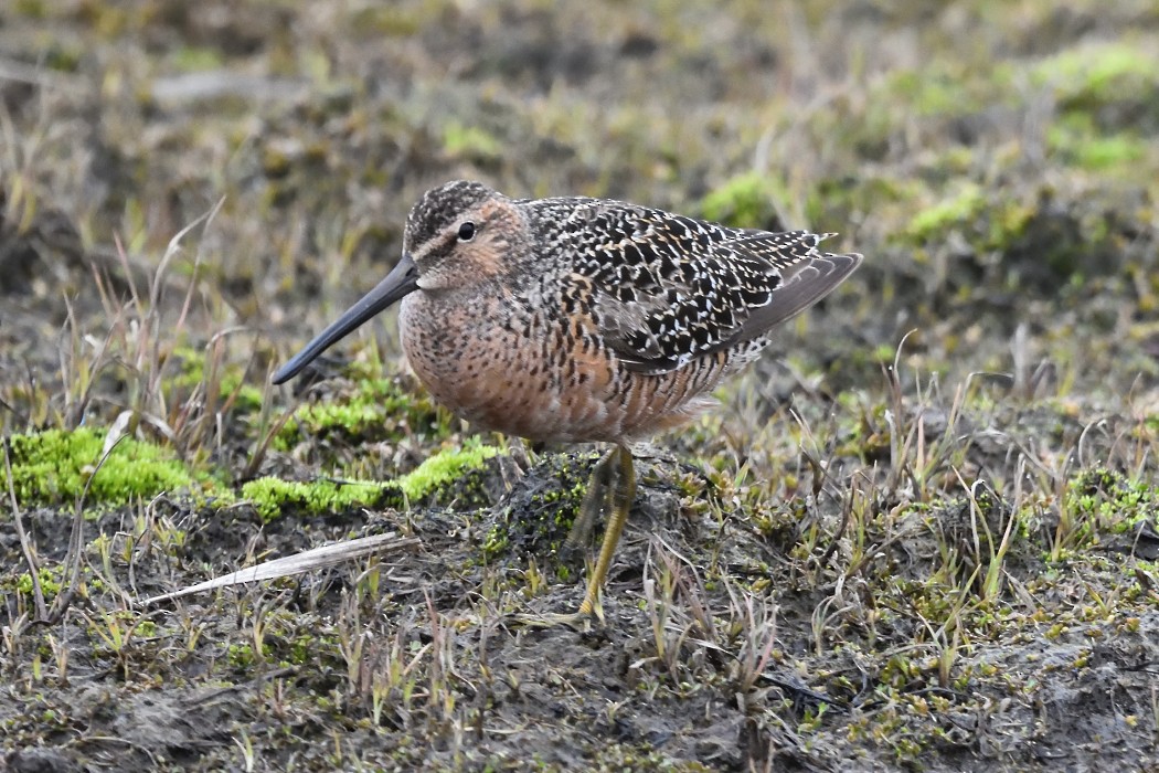 Long-billed Dowitcher - ML620610642